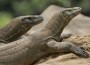 komodo-ap-foto